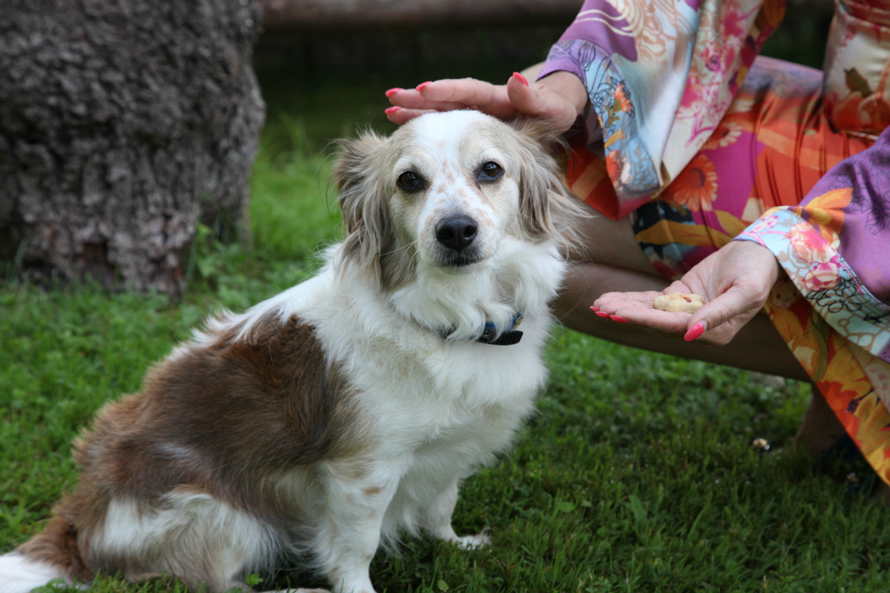 #PausaConDelibakie di Purina: snack golosi e locali pet-friendly per i nostri amici a quattrozampe, alessia milanese, thechilicool, fashion blog, fashion blogger, purina delibakie