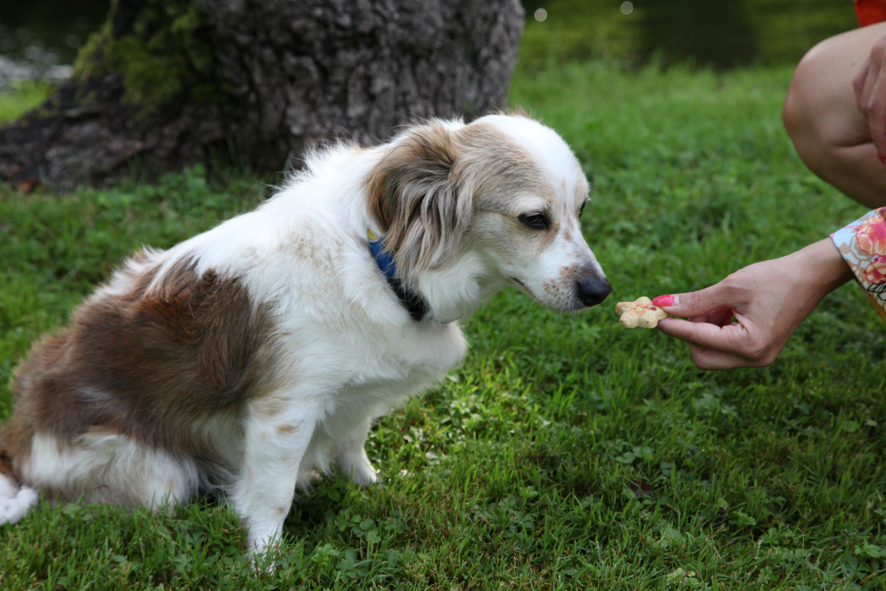 #PausaConDelibakie di Purina: snack golosi e locali pet-friendly per i nostri amici a quattrozampe, alessia milanese, thechilicool, fashion blog, fashion blogger, purina delibakie