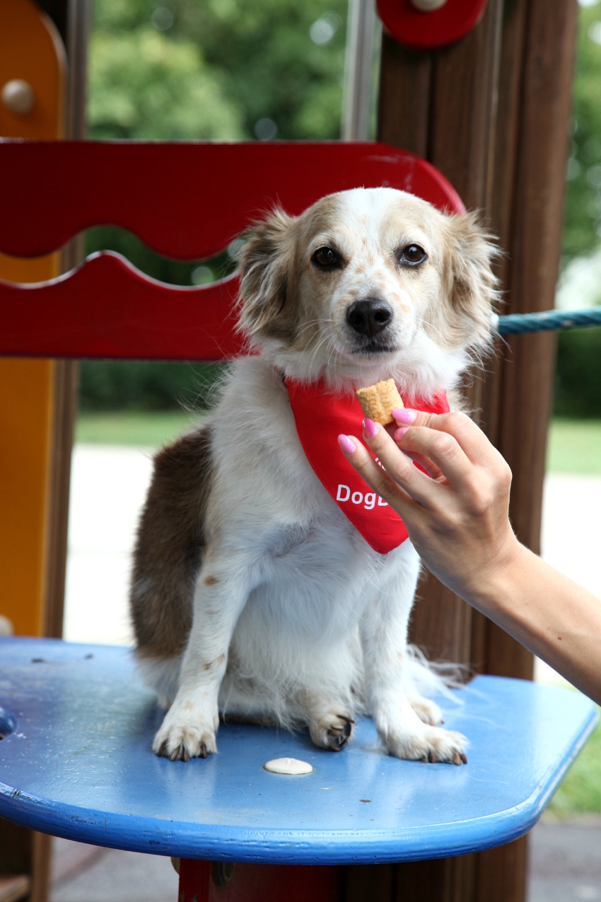 #DogBuddy: dog sitter è fashion!, alessia milanese, thechilicool, fashion blog, fashion blogger