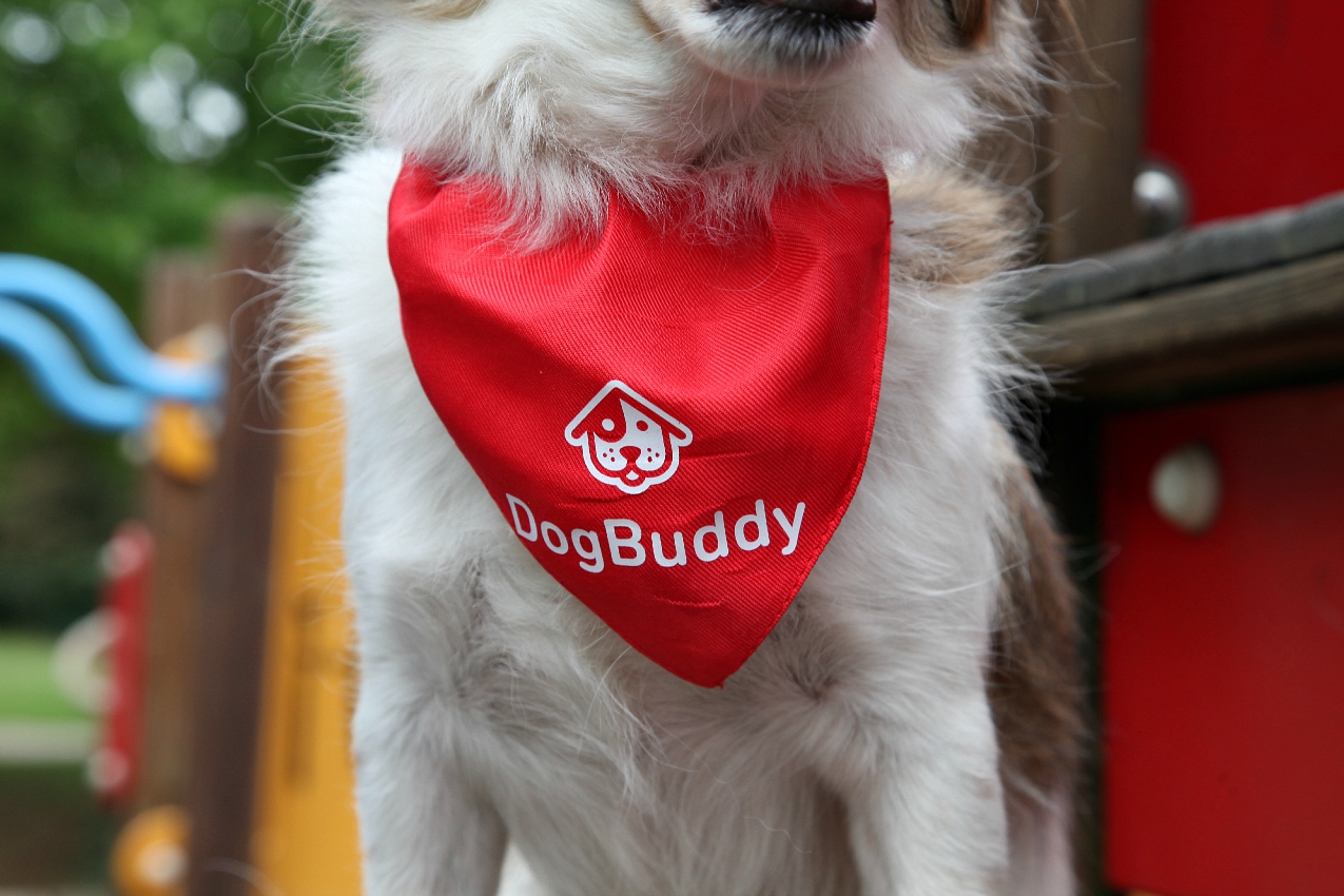 #DogBuddy: dog sitter è fashion!, alessia milanese, thechilicool, fashion blog, fashion blogger