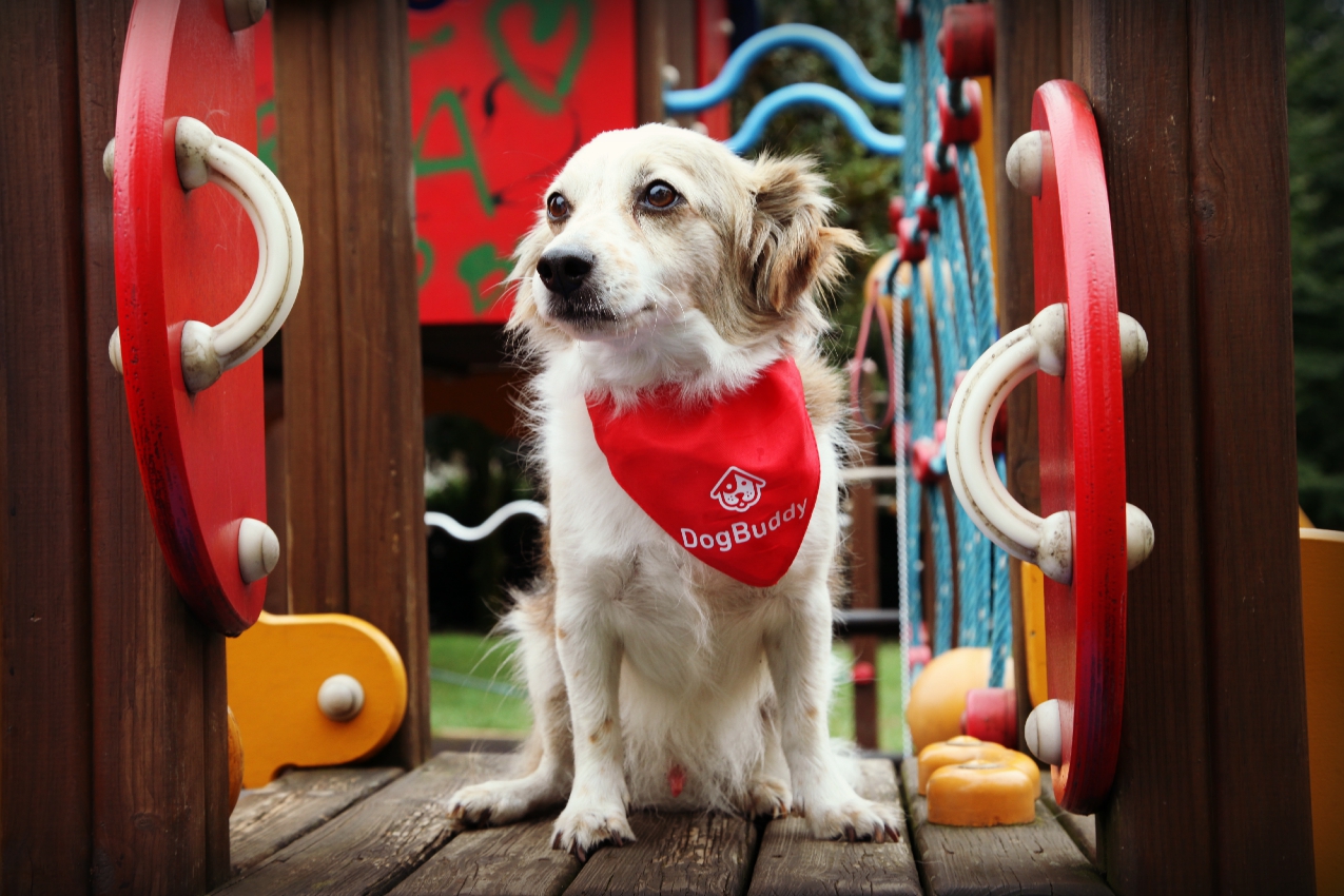 #DogBuddy: dog sitter è fashion!, alessia milanese, thechilicool, fashion blog, fashion blogger