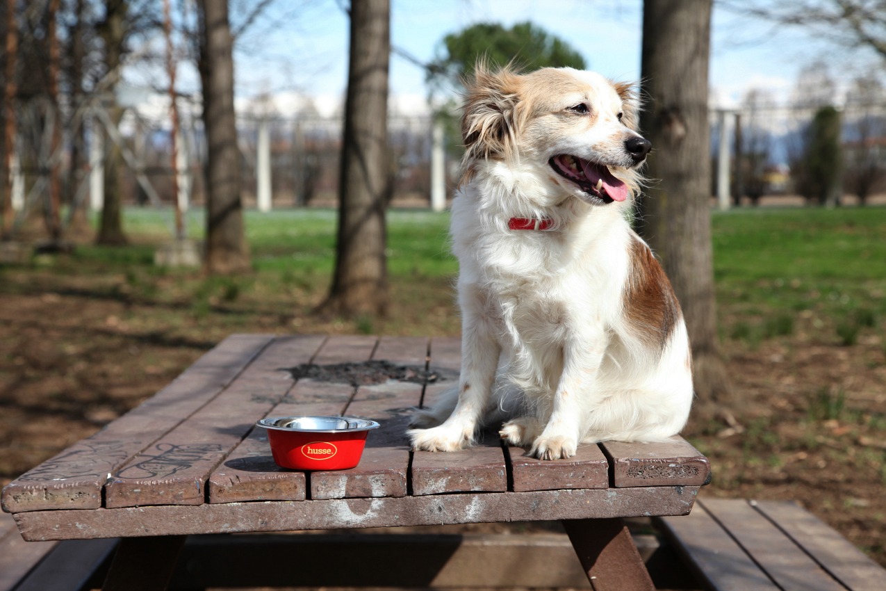 Husse: quando l'amore per gli animali significa scegliere il meglio, alessia milanese, thechilicool, fashion blog, fashion blogger , pet food