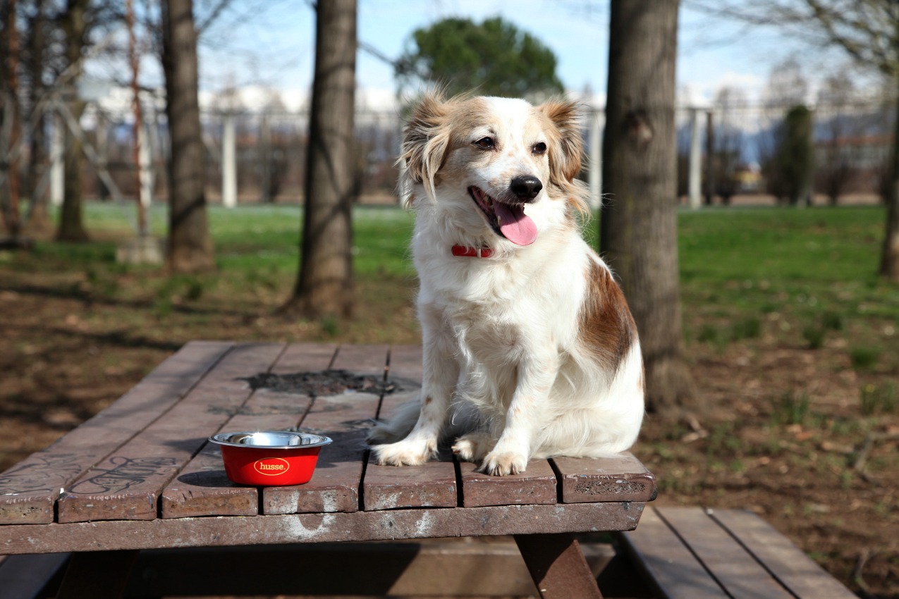 Husse: quando l'amore per gli animali significa scegliere il meglio, alessia milanese, thechilicool, fashion blog, fashion blogger , pet food