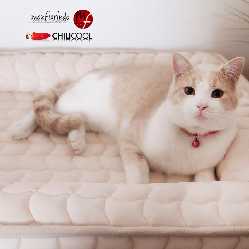 #ChiliHome: relax per i nostri amici a quattro zampe con Vir Manifattura Italiana, alessia milanese, thechilicool, lifestyle blog, lifestyle blogger 