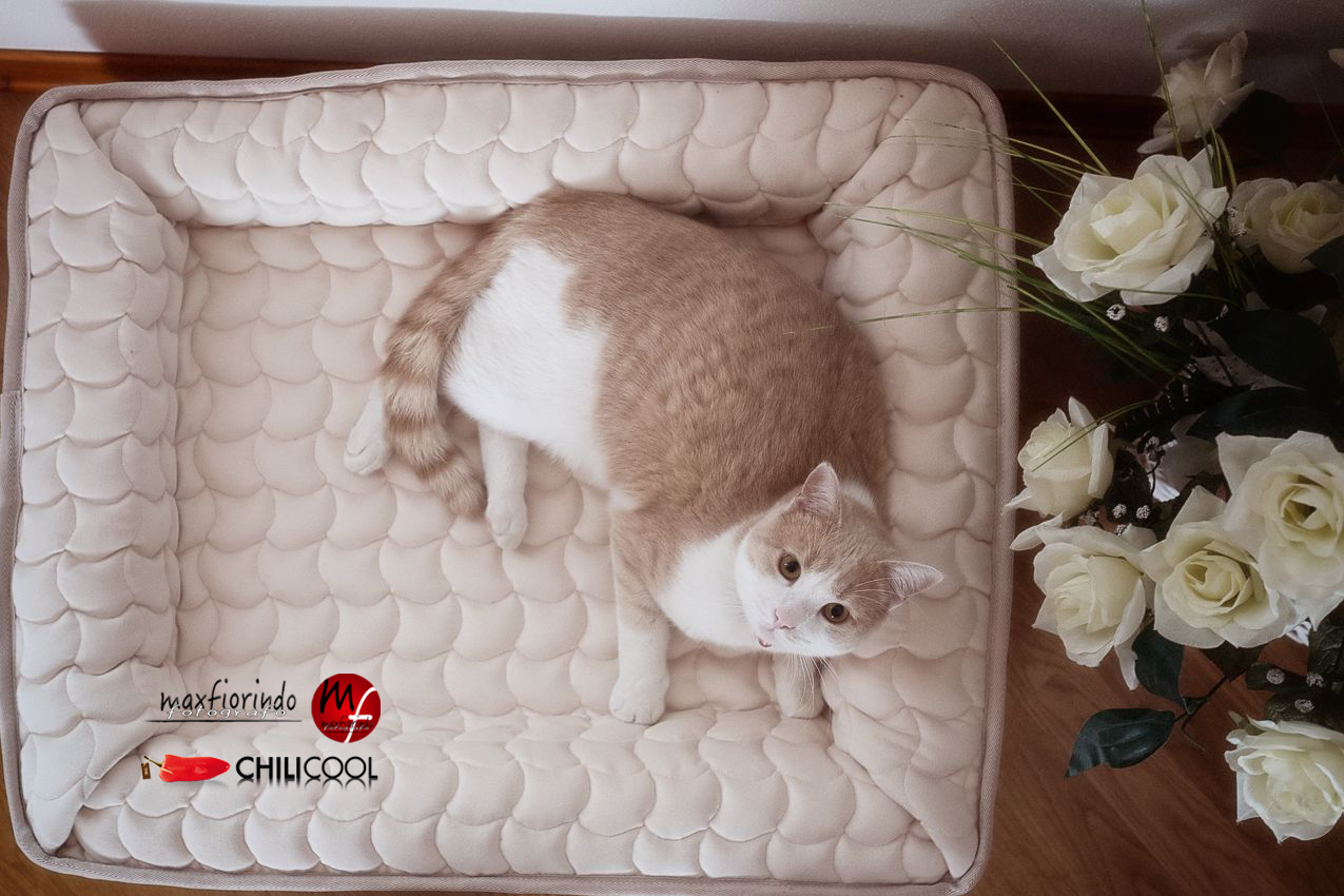 #ChiliHome: relax per i nostri amici a quattro zampe con Vir Manifattura Italiana, alessia milanese, thechilicool, lifestyle blog, lifestyle blogger 